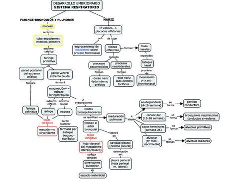 EMBRIOLOGIA-S.-RESPIRATORIO.pdf