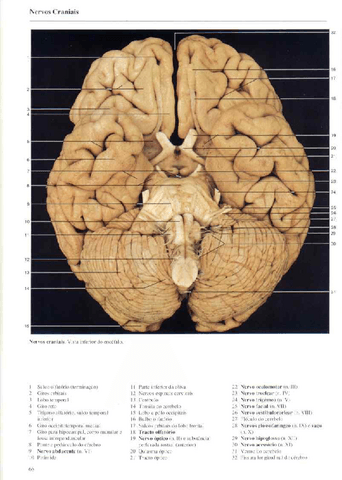 Atlas-Yokochi-6ta-1-5.pdf