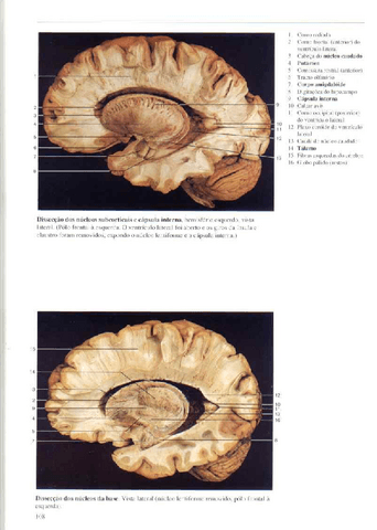 Atlas-Yokochi-6ta-1-7.pdf