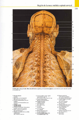 Atlas-Yokochi-6ta-1-13.pdf