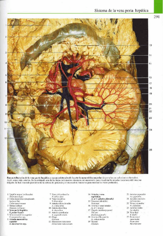 Atlas-Yokochi-6ta-1-16.pdf