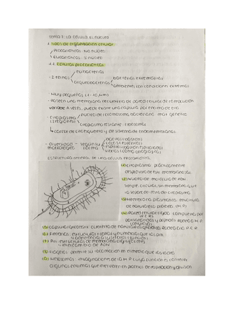 T7-la-celula.-El-nucleo.pdf
