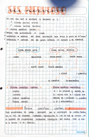 ANATOMIA-sis.endocrino.pdf