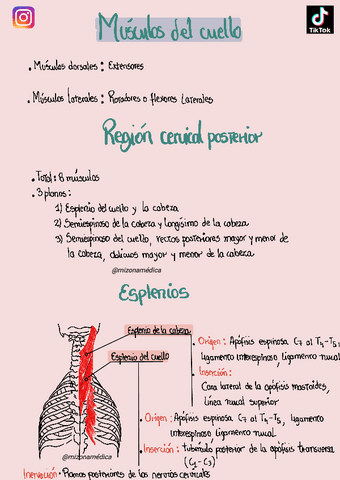 MUSCULOS-DEL-CUELLO.pdf