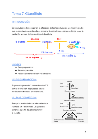 Tema-7-Glucolisis.pdf
