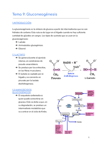 Tema-9-Gluconeogenesis.pdf