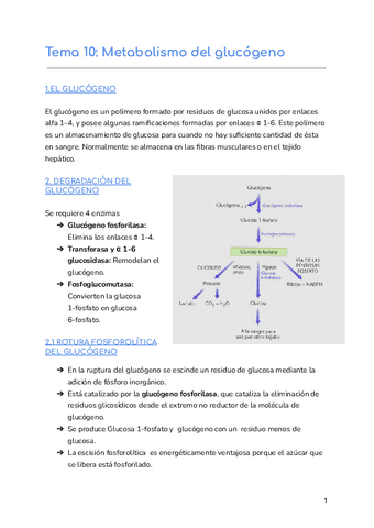 Tema-10-Metabolismo-del-glucogeno.pdf