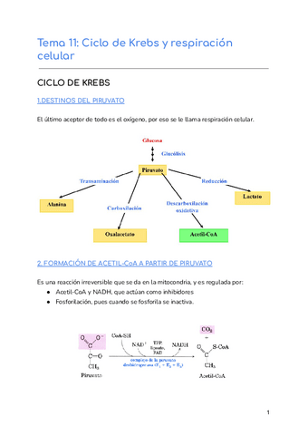 Tema-11-Ciclo-de-Krebs-y-respiracion-celula.pdf
