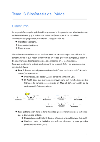 Tema-13-Biosintesis-de-lipidos.pdf