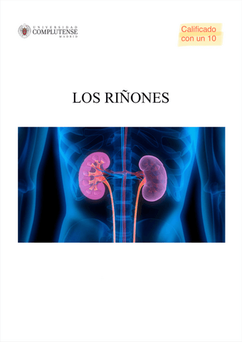 Trabajo Los riñones.pdf