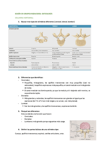Preguntas-grupos-reducidos (Anatomía y Fisiología I).pdf