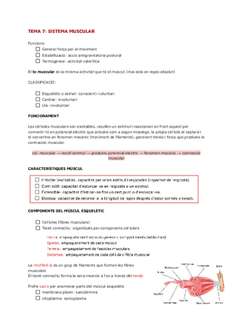 TEMA-7-SISTEMA-MUSCULAR (Anatomía y Fisiología I).pdf