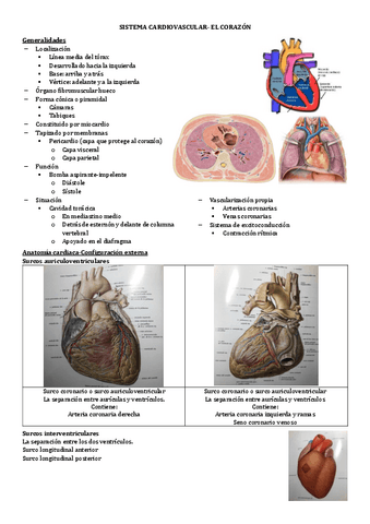 7.-SISTEMA-CARDIOVASCULAR.pdf