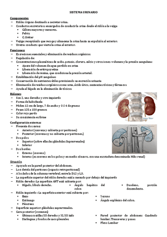 10.-SISTEMA-URINARIO.pdf