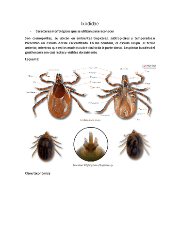 Investigacion-ectoparasitos.pdf