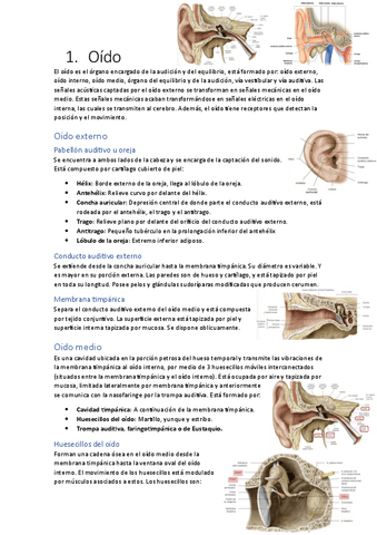 Apuntes-organos-de-los-sentidos.pdf