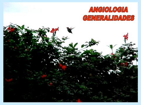 angiologia-generalidades.pdf