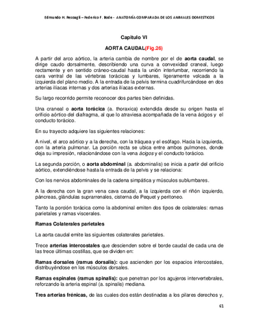 aorta-caudal.pdf