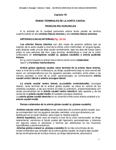 arterias-del-miembro-pelviano-equino.pdf