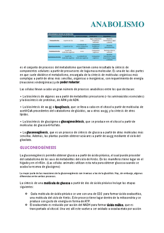 Anabolismo.pdf