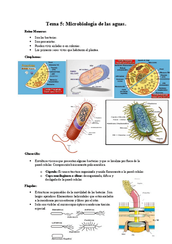 Tema-5-Microbiologia-de-las-aguas..pdf