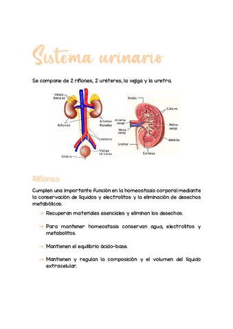 Histo-urinario.pdf
