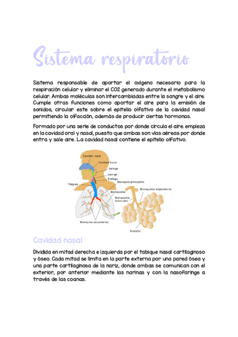 Histo-respiratorio.pdf