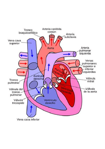 ANATOMIA-CORAZON-venas-y-arterias1.pdf