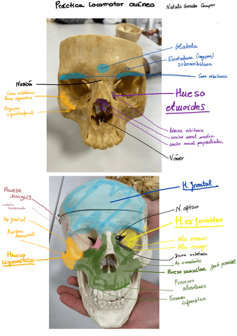 Craneo-huesos-suturas-fositas-corre-copia-copia.pdf