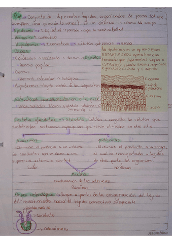 Apuntes-Anatomia-2.pdf