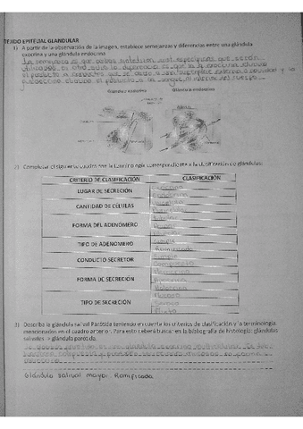 Anatomia-Trabajo-Practico-n2.pdf