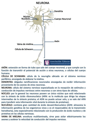 Partes De La Neurona