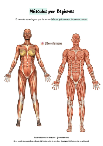 Musculos-.pdf