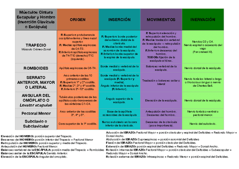 RESUMEN-MUSCULOS-MIEMBRO-SUPERIOR.pdf