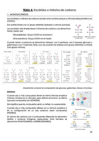 TEMA-4-Sacaridos-o-hidratos-de-carbono.pdf