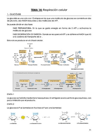TEMA-14-Respiracion-celular.pdf