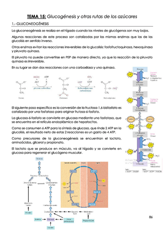 TEMA-15-Glucogenesis-y-otras-rutas-de-los-azucares.pdf