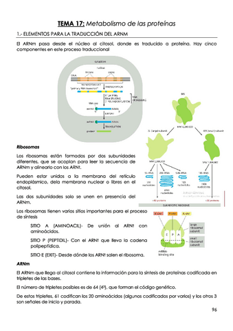 TEMA-17-Metabolismo-de-las-proteinas.pdf