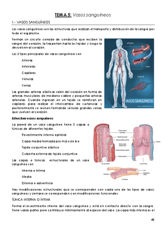TEMA-5-Vasos-sanguineos.pdf