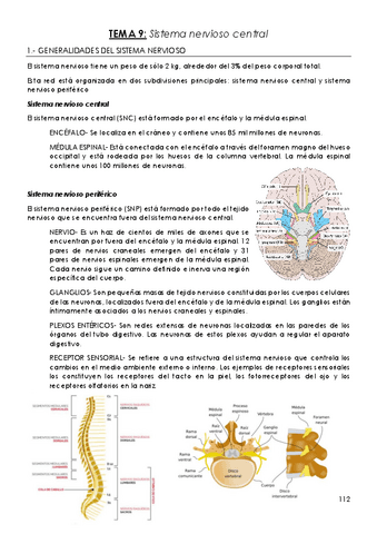 TEMA-9-Sistema-nervioso-central.pdf