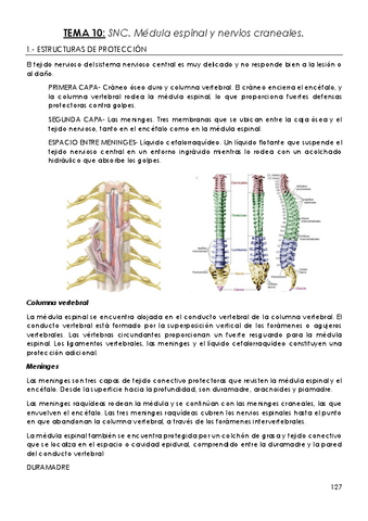 TEMA-10-Medula-espinal-y-nervios-craneales.pdf