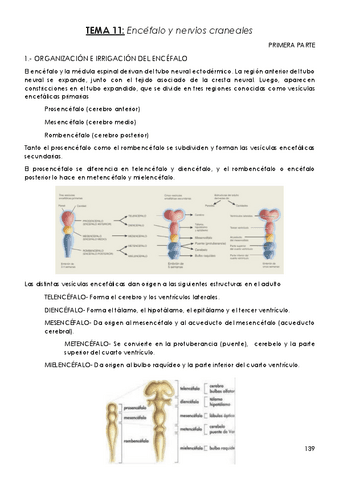TEMA-11-PARTE-1-Encefalo-y-nervios-craneales.pdf