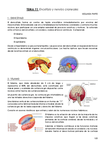 TEMA-11-PARTE-2-Encefalo-y-nervios-craneales.pdf