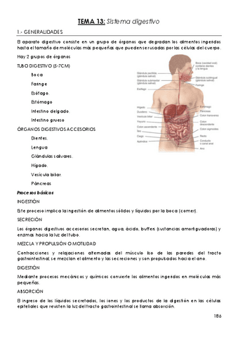 TEMA-13-Sistema-digestivo.pdf