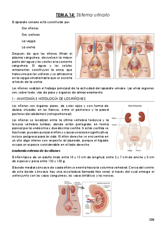 TEMA-14-Sistema-urinario.pdf