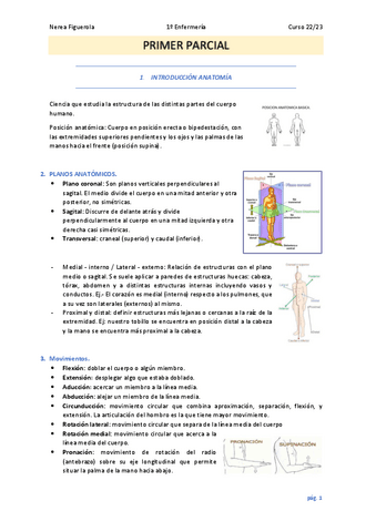 ANATOMIA 2023 (1er parcial) TEMARIO COMPLETO.pdf