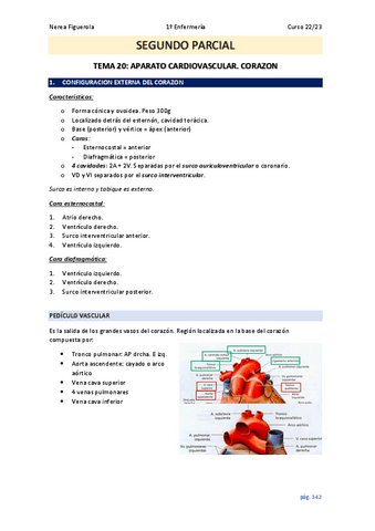 ANATOMIA-2023 (2º parcial)-TEMARIO-COMPLETO.pdf