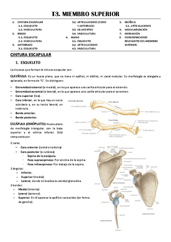 T3-MIEMBRO-SUPERIOR.pdf