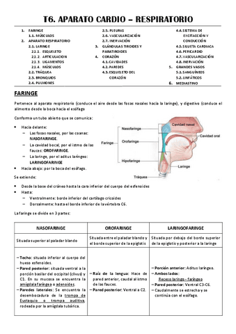 T6-APARATO-CARDIO-RESPIRATORIO.pdf