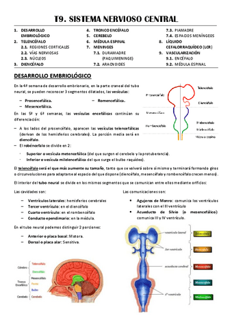 T9-SISTEMA-NERVIOSO-CENTRAL.pdf